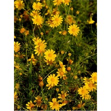 Serada Decor Plant Videolu Sarı Çalı Papatya Europs Papatyası 1 Adet Saksılı/ Tüplü 25-30CM (Yellow Bush Daisy)