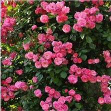 Serada Decor Plant Videolu Pembe Sarmaşık Gül Fidanı Yediveren Kokulu 3 Adet Saksılı 80-160CM (Climbing Rose)