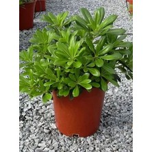 Serada Decor Plant Videolu Yıldız Çalısı Pitos 25-35 cm Saksılı Çiçekli Bodur Bitkiler(Pittosporum Tobira)