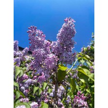 Serada Decor Plant Videolu Kokulu Leylak Fidanı Çiçeği 40-60 cm Saksılı Çiçekli Bodur Bitkiler Lilac