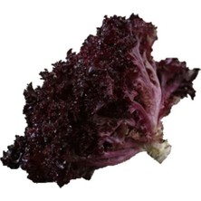 Serada Decor Plant Lollorosso Kıvırcık Marul Tohumu 100 Adet Tohum Lolo Rosso