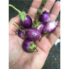 Serada Decor Plant Süper Paket 100 Adet Tohum Thailand Minik Dolmalık Patlıcan Tohumu