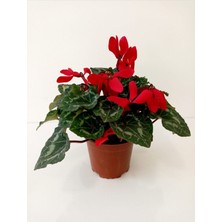 Serada Decor Plant Kırmızı Sıklamen Çiçeği Hediyelik Çiçek