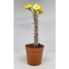 Serada Decor Plant Videolu Sarı Milli Dikenler Tacı 1 Adet Saksılı 10-30 cm Salon Bitkisi Kaktüs (Euphorbia)