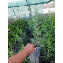 Serada Decor Plant Videolu Natural Leylandi Bitkisi 30-50 cm Tüplü Dış Mekan Ağaçları Cupressocyparis