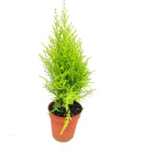 Serada Decor Plant Videolu Çok Beğenilen Limoni Salon Çamı 30-60 cm Tüplü Dış Mekan Ağaçları Norfolk Island Pine