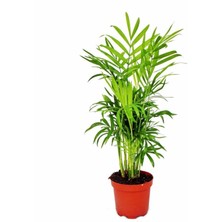 Serada Decor Plant Dağ Palmiyesi Areka Mini - Ev Ofis Salon Iç Mekan Bitkisi - 30 cm