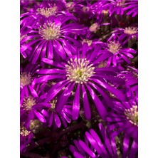 Serada Decor Plant Videolu Acem Halısı Çiçeği Fidesi Fidanı 30 Adet Tüplü 5-10 cm (Drosanthemum Floribundum)