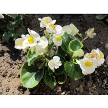 Serada Decor Plant Beyaz Begonya Çiçeği 30 cm Saksılı