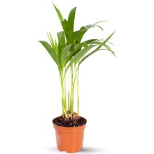 Serada Decor Plant Mini Areka - Dypsis Lutescens 30 cm