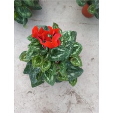 Serada Decor Plant Videolu Kırmızı Sıklamen Çiçeği Bitkisi 30-45 cm Saksılı Iç Mekan Bitkiler Red Cyclamen