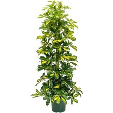Serada Decor Plant Şeflera-Schefflera Arboricola (Gold Capella)2 Dallı - 90-110CM
