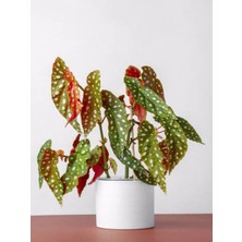 Serada Decor Plant Ithal Begonia Maculata / Çilli Begonya - Ev Salon ve Ofis Bitkisi