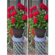 Serada Decor Plant Videolu 2 Adet Kırmızı Çiçekli Ortanca Fidanı 30-55 cm Tüplü Çiçekli Bodur Bitkiler Red Hydrangea