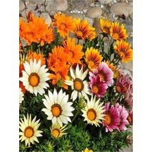 Serada Decor Plant Videolu Karışık Renk 10 Adet Gazanya Koyun Gözü Çiçeği Fidanı 20-40CM Saksılı (Gazania)