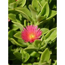 Serada Decor Plant Videolu Canlı Renk 30 Adet Buz Çiçeği Fidesi 15-30CM Saksılı ( Ice Flower)