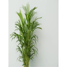 Serada Decor Plant Areka Palmiyesi 100 -120CM Areka-Palmiyesi 4-5 Litrelik Saksıda Iç Mekan Bitkisi