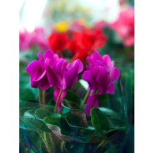 Serada Decor Plant Videolu Mor Sıklamen Çiçeği Fidanı 30-45 cm Saksılı Çiçekli Bodur Bitkiler Purple Cyclamen