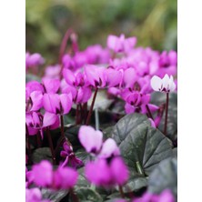 Serada Decor Plant Videolu Mor Sıklamen Çiçeği Fidanı 30-45 cm Saksılı Çiçekli Bodur Bitkiler Purple Cyclamen