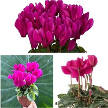 Serada Decor Plant Videolu Mor Sıklamen Çiçeği Fidanı 30-45 cm Saksılı Çiçekli Bodur Bitkiler Purple Cyclamen