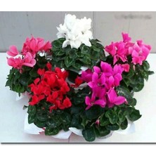 Serada Decor Plant Videolu Mor Sıklamen Çiçeği Fidanı 30-45 cm Saksılı Çiçekli Bodur Bitkiler Purple Cyclamen