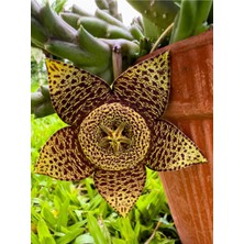 Serada Decor Plant Videolu Leş Kaktüs Çiçeği Fidanı 10-20 cm Saksılı Çiçekli Bodur Bitkiler Stapelia Variegata