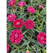 Serada Decor Plant Videolu Kokulu Kırmızı Bodur Karanfil Bitkisi 1 Adet Saksılı 20-40 cm (Dianthus Caryophyllus Red)