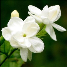 Serada Decor Plant Ful Yasemini 100 cm Beyaz Yasemin