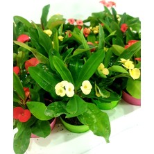 Serada Decor Plant Videolu Milli Dikenler Tacı 3'lü (5 35 Cm) Saksılı Kaktüs Euphorbia