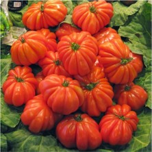 Serada Decor Plant Nadir Ithal Antik Domates Tohumu 10 Adet Tohum