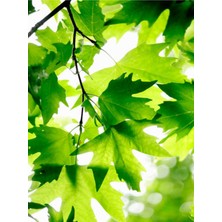 Serada Decor Plant Videolu Çınar Ağacı Fidanı 70-90 cm Saksılı Çiçekli Bodur Bitkiler Sycamore Tree