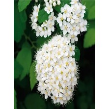 Serada Decor Plant Videolu Keçi Sakalı Ağacı Fidanı 30-90 cm Saksılı Çiçekli Bodur Bitkiler (Spirea)
