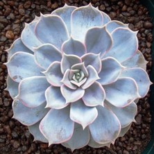 Serada Decor Plant Echeveria Lilacina Var Sukulent Bitki