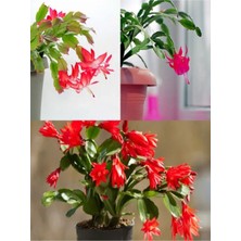 Serada Decor Plant Videolu Kırmızı Yılbaşı Çiçeği Fidanı 15-30 cm Saksılı Çiçekli Bodur Bitkiler Zygocactüs