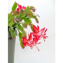 Serada Decor Plant Videolu Kırmızı Yılbaşı Çiçeği Fidanı 15-30 cm Saksılı Çiçekli Bodur Bitkiler Zygocactüs