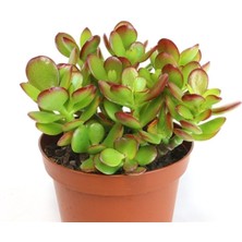 Serada Decor Plant Crassula Ovata, Para Çiçeği, Şans Agaçı Large
