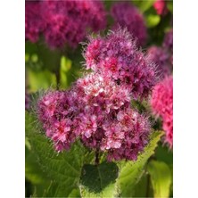 Serada Decor Plant Videolu Pembe Çiçekli Keçi Sakalı Fidanı 1 Adet Saksılı/ Tüplü 60-80 cm ( Ispirya Spiraea)