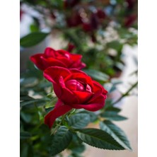 Serada Decor Plant Videolu Minyatür Kırmızı Gül (20 35 Cm) Saksılı Aşılı Gül Grafted Rose