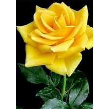 Serada Decor Plant Videolu Sarı Aşılı Yediveren Gül (55 65 Cm) Fidanı Saksıda Aşılı Gül Yellow Rose