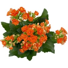 Serada Decor Plant Kalanchoe (Kalanşo) Turuncu