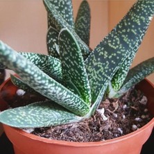 Serada Decor Plant Gasteria Pillansii Sukulent Bitki