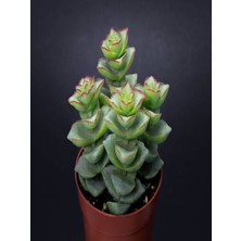 Serada Decor Plant Perforata 5.5mini Sukulent Saksısında Dolgun Formlu Teraryum ve Sukulent