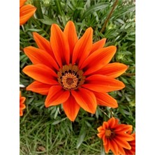 Serada Decor Plant Videolu Turuncu Gazanya Çiçeği 15-30 cm Saksılı Çiçekli Bodur Bitkiler Gazania