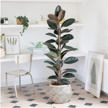 Serada Decor Plant Kauçuk Bitkisi Çift Dal 100CM