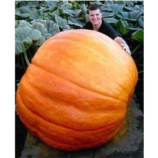 Serada Decor Plant Ithal Dev Kabak Tohumu 2 Adet Tohum Atlantik Giant Bal Kabağı