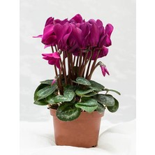 Serada Decor Plant Videolu Canlı Fuşya 1 Adet Sıklamen Çiçeği Saksılı 30-55CM (Cyclamen Flower)