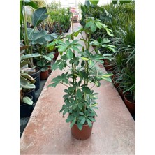 Serada Decor Plant Videolu Çift Dal Alacalı Şeflera Çiçeği Bitkisi 55-90CM Saksılı Iç Mekan Bitkileri Schefflera