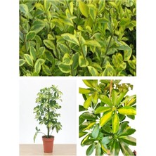 Serada Decor Plant Videolu Çift Dal Alacalı Şeflera Çiçeği 50-80 cm Saksılı Iç Mekan Bitkileri (Schefflera)