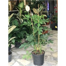 Serada Decor Plant Videolu Çift Dal Şeflera Çiçeği 50-80 cm Saksılı Iç Mekan Bitkileri (Schefflera)