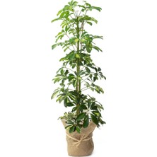 Serada Decor Plant Videolu Çift Dal Alacalı Şeflera Çiçeği 40-80 cm Saksılı Iç Mekan Bitkileri (Schefflera)
